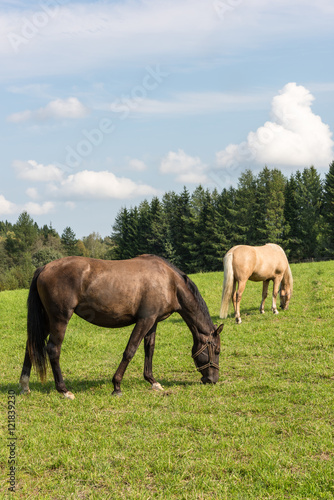 Two horses outdoors grazing on a summer day