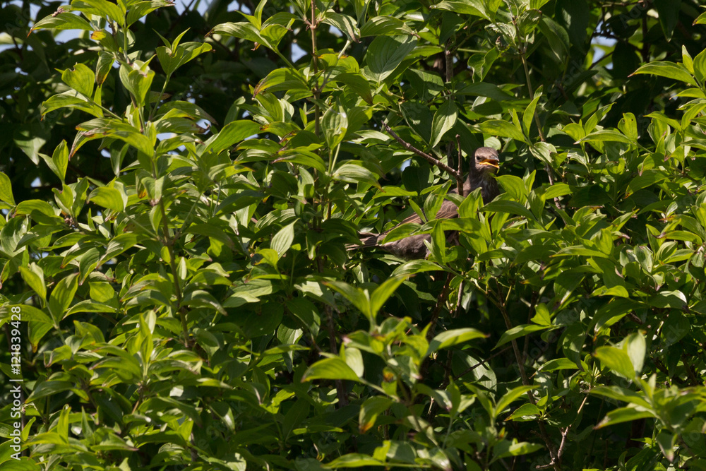 Star (Vogel) Star (Vogel)