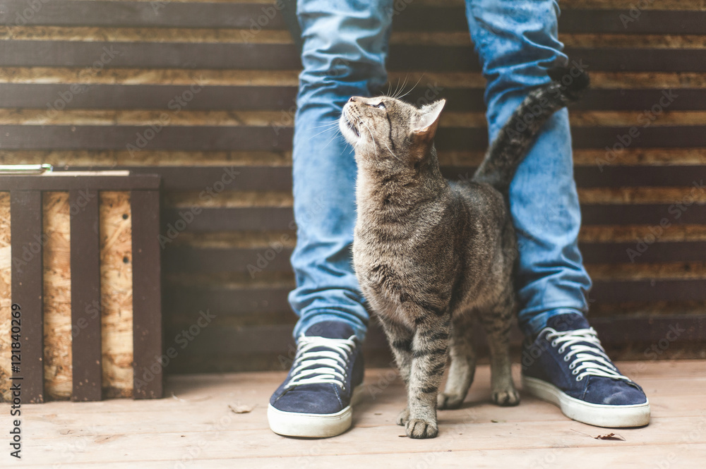 Striped gray cat rubbing against male legs