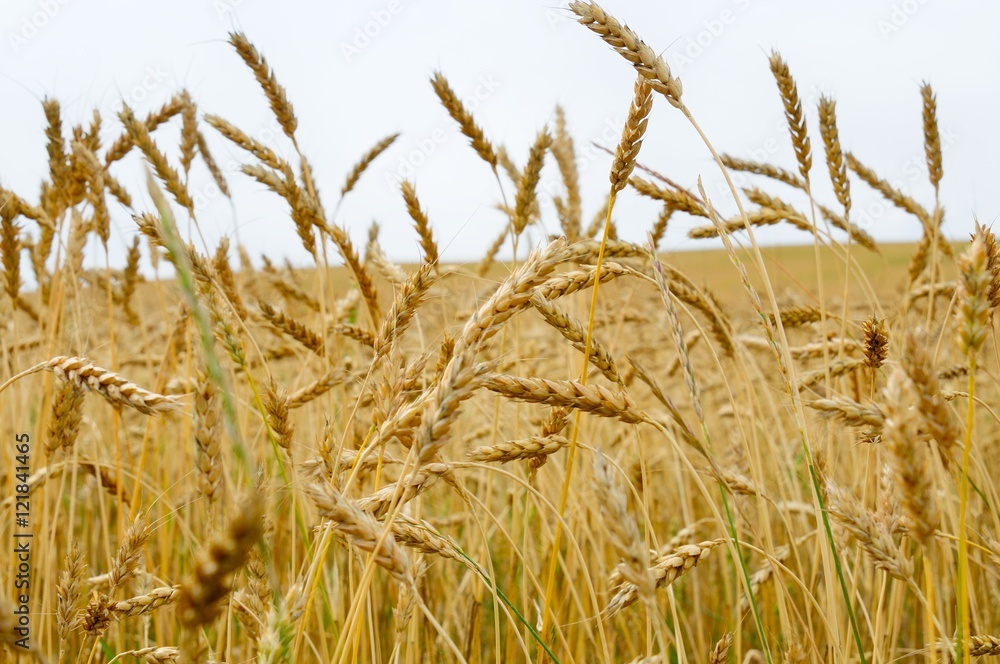 Fototapeta premium autumn landscape - a golden field of rye