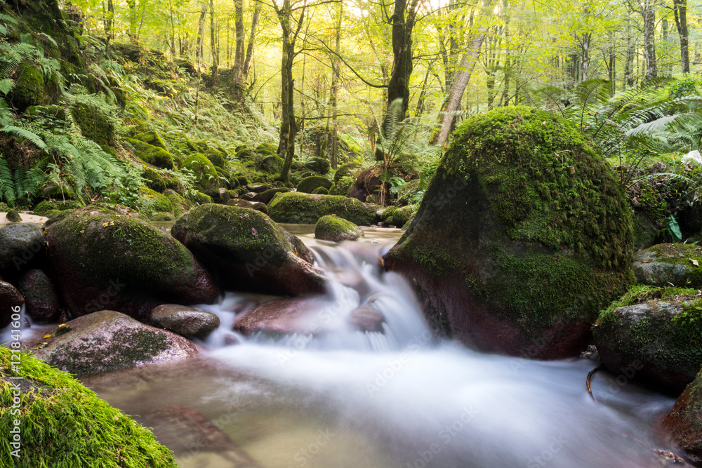 Fototapeta premium Hyrcania Forest, Mazandaran, Iran