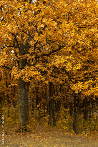 autumn oak-tree leaves