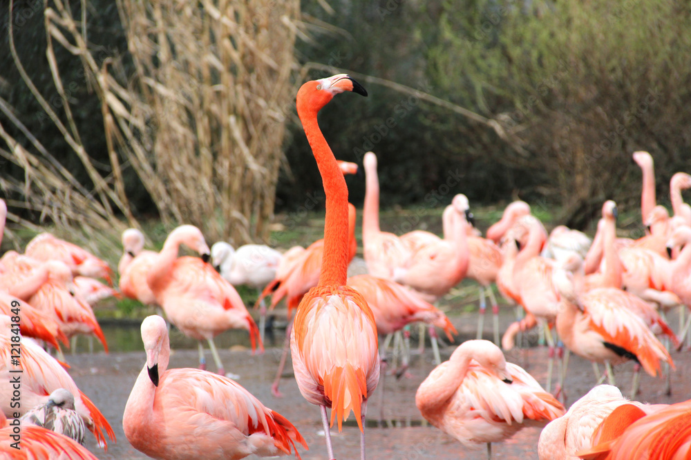 Nice flamingo in a zoo Nice flamingo in a zoo