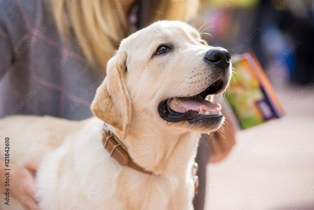 Labrador dog's head on unfocused background, closeup Labrador dog's head on unfocused background, closeup
