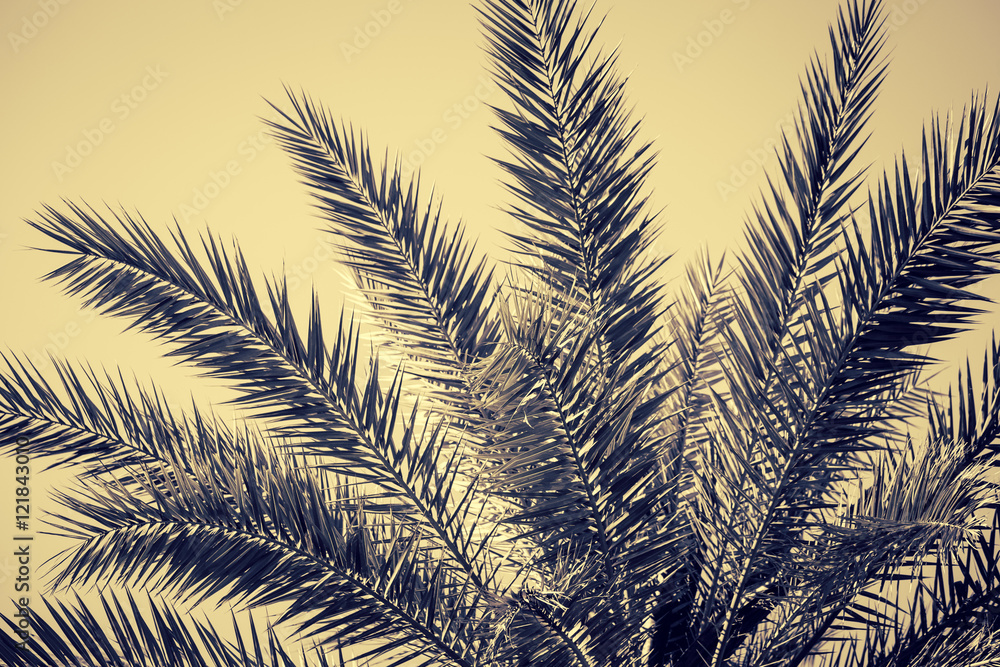 Naklejka premium Fragment of a date palm