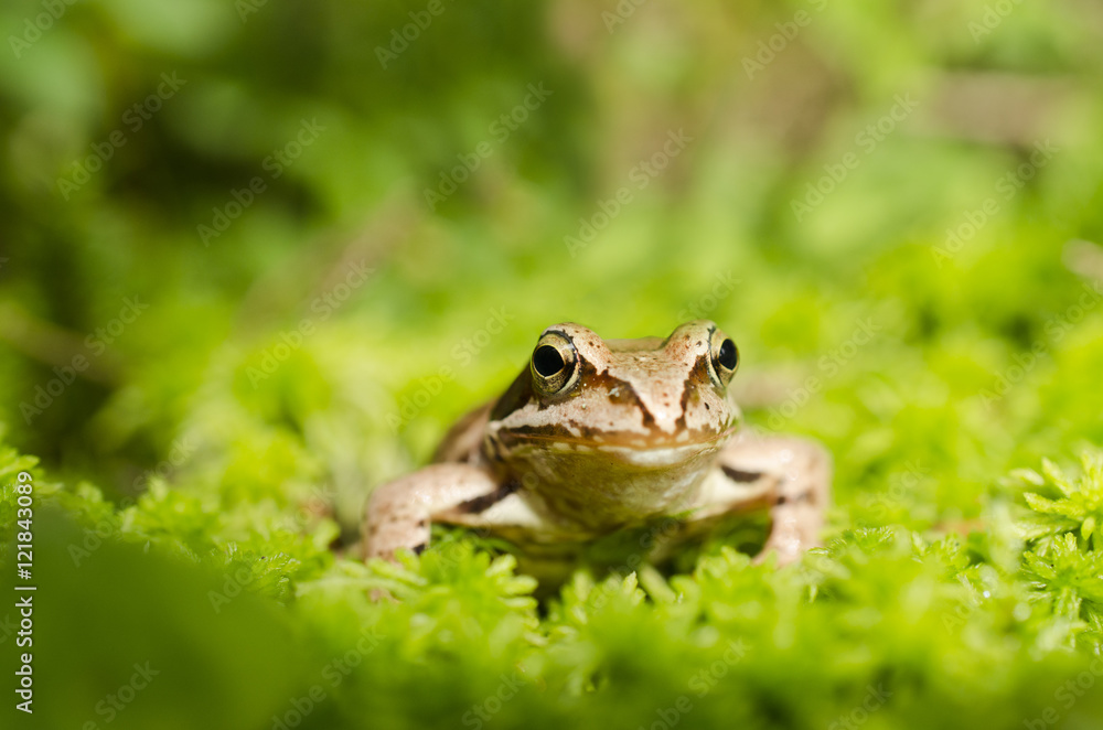 Frog in the grass Frog in the grass
