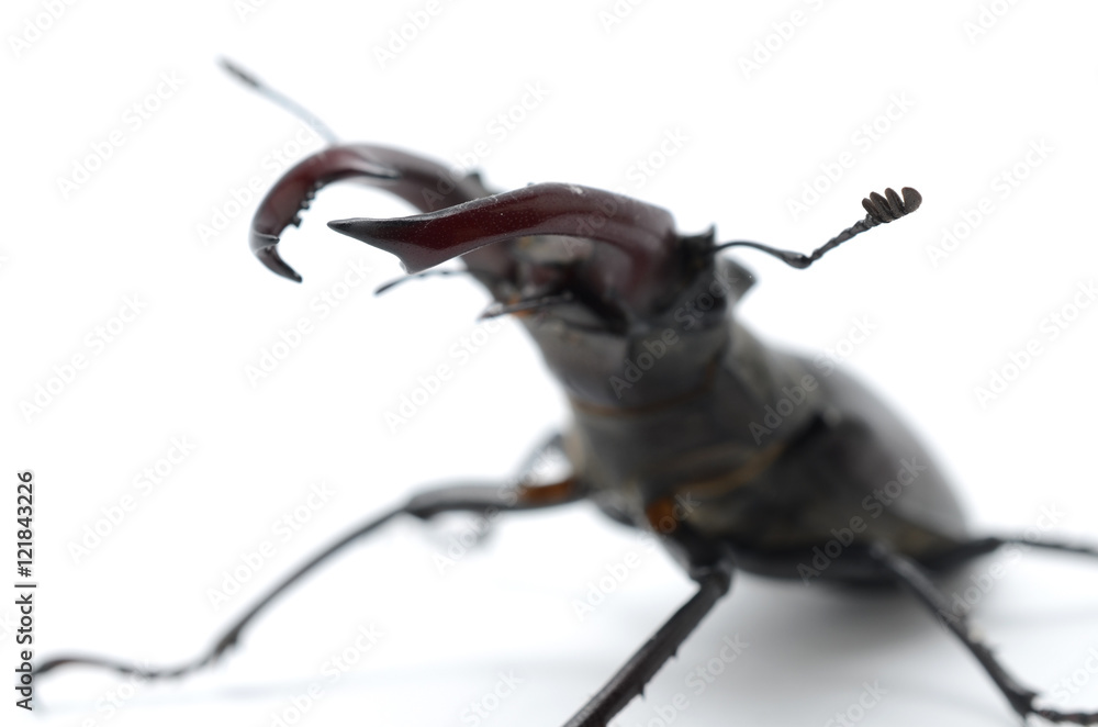 Fototapeta premium stag beetle isolated on white