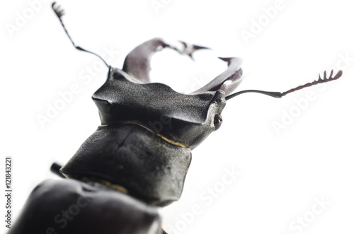 head of stag beetle isolated on white