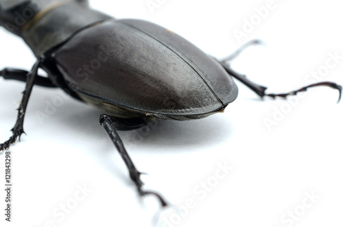 stag beetle pygidium, posterior body part photo