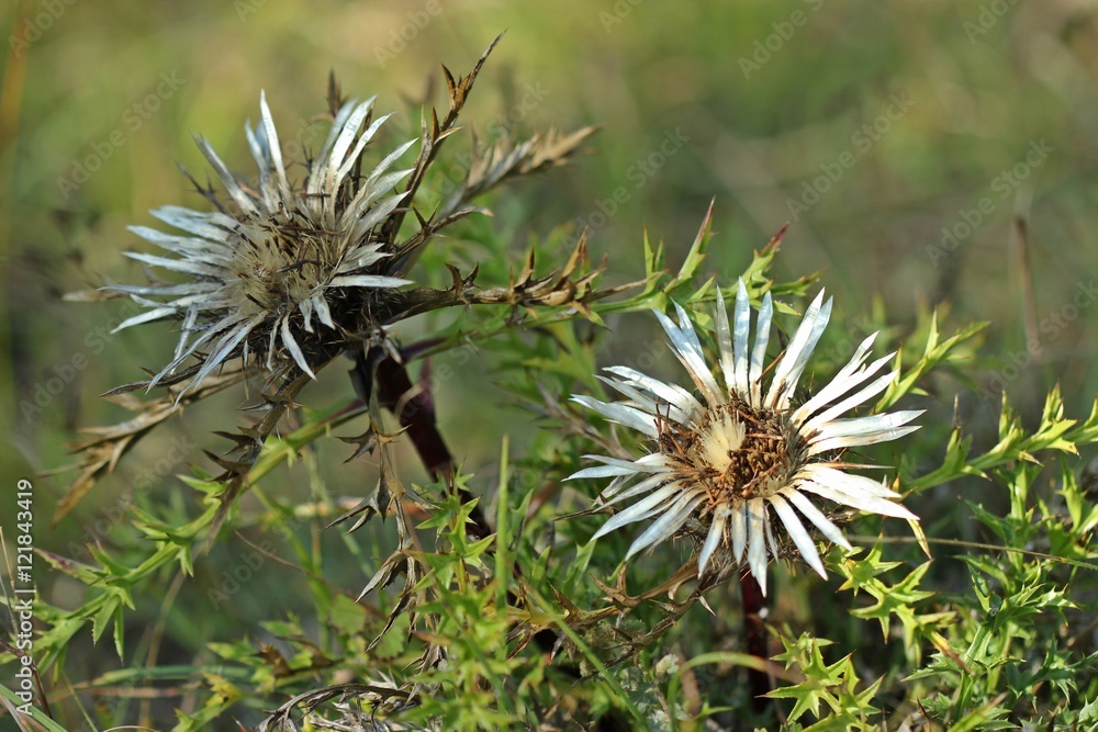 Krausblatt-Silberdistel (Carlina acaulis ssp. caulescens)
Krausblatt-Silberdistel (Carlina acaulis ssp. caulescens)