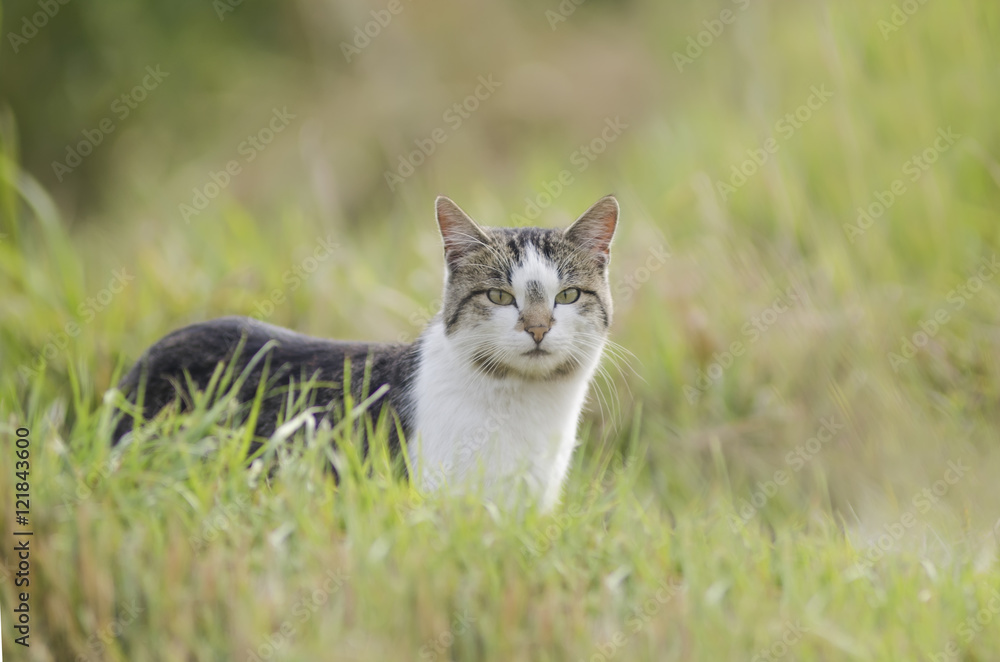 Cat in the green grass