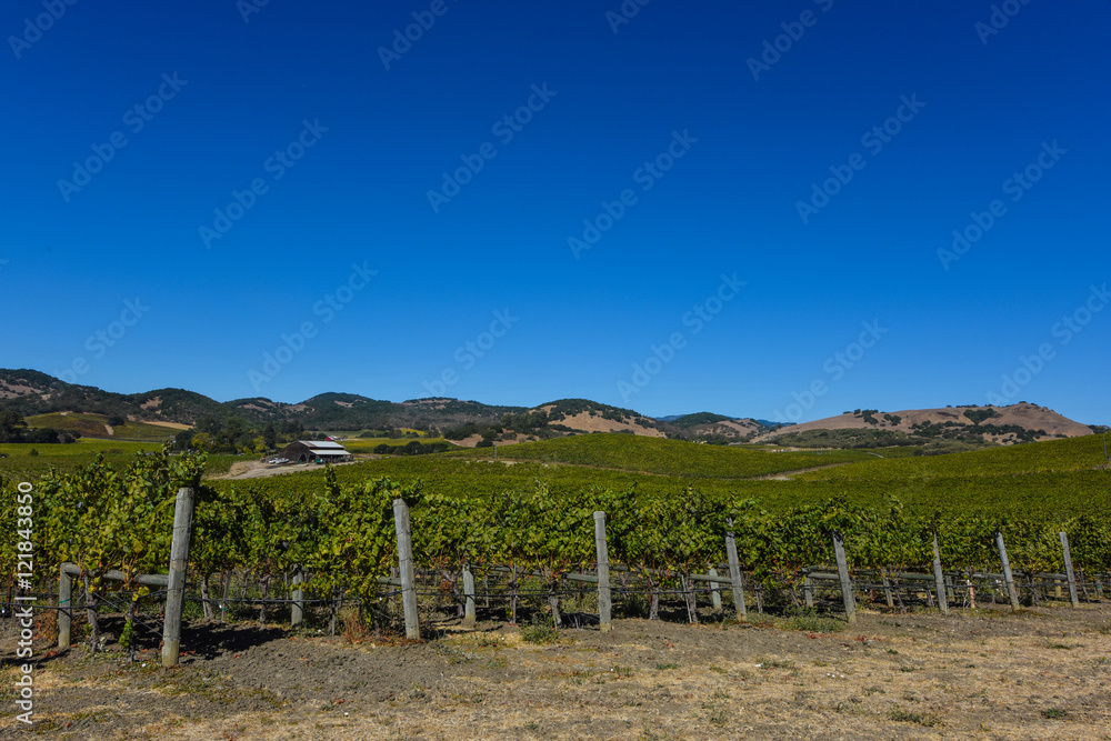 Napa Valley Vineyard