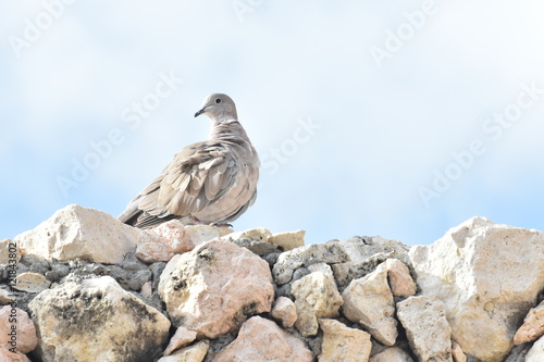 white dove on stone wall