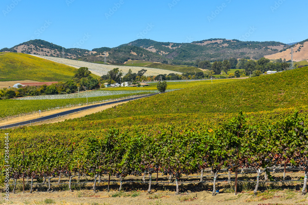 Fototapeta premium Napa Valley Vineyard