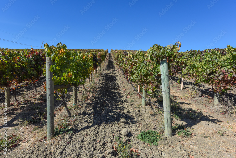 Obraz premium Napa Valley Vineyard