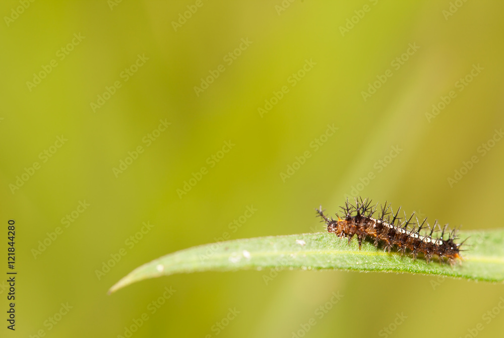 Caterpillar close up
