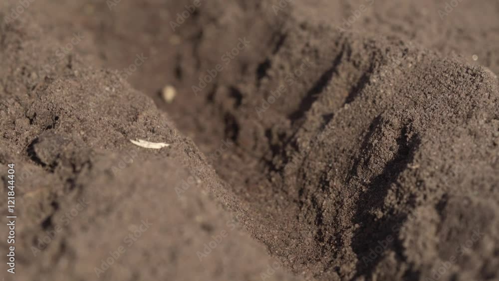 Close up video of fingers sowing hemp seeds in brown soil Close up video of fingers sowing hemp seeds in brown soil