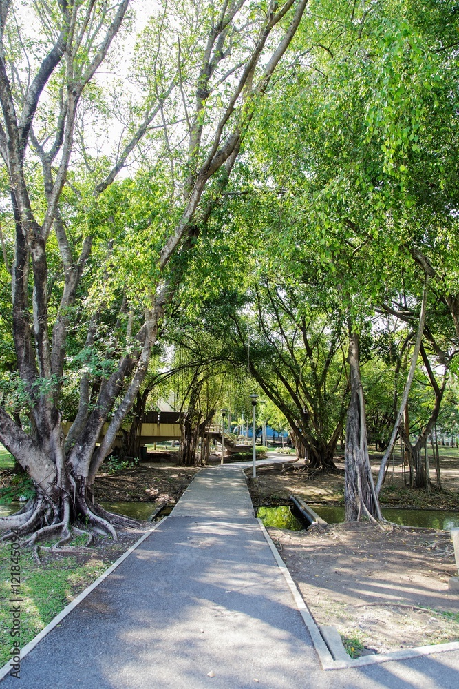 pathway in green city park
