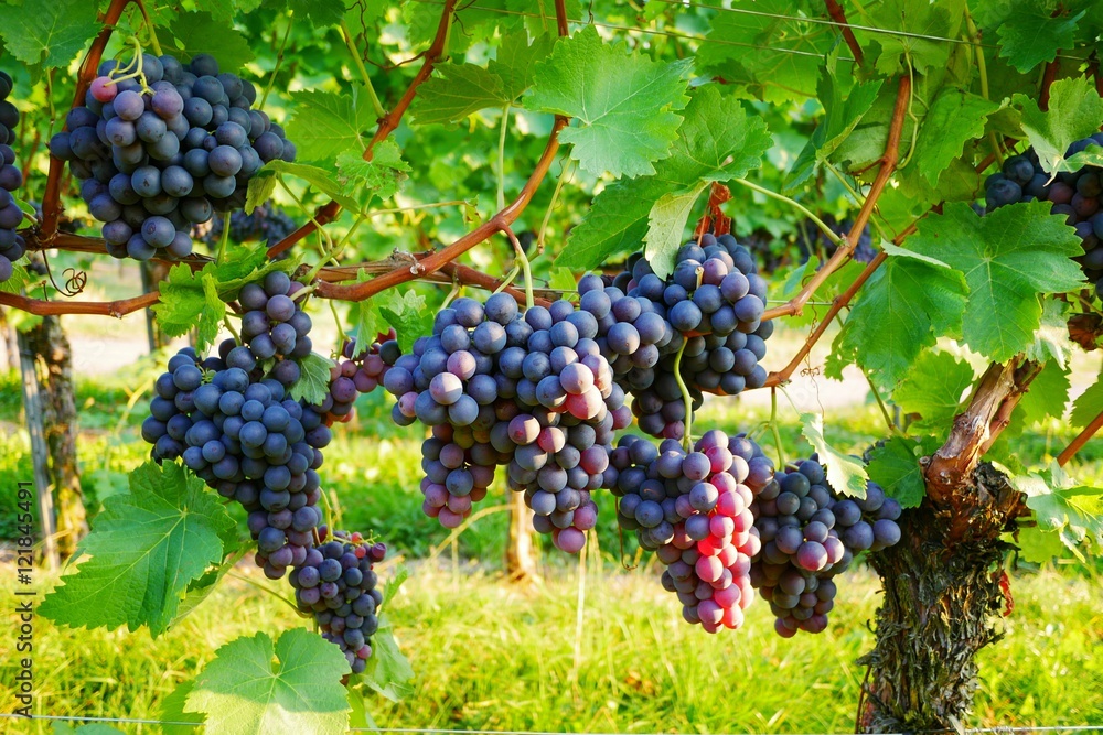 Obraz premium Weintrauben