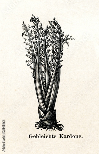 Fotografie, Obraz Bleached cardoon (Cynara cardunculus) stalks (from Meyers Lexikon, 1895, 7/288/2