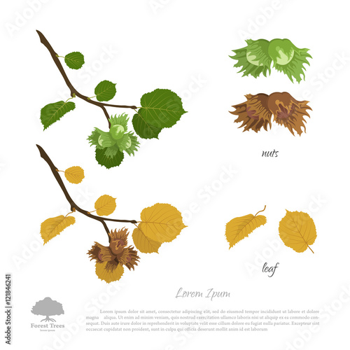 Filbert branch in summer and autumn. Nuts and hazelnut leaves