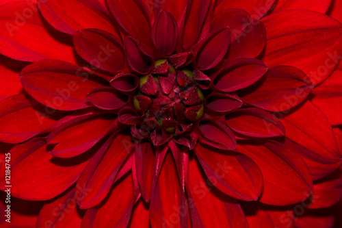 Blossom of red dahlia Fototapet