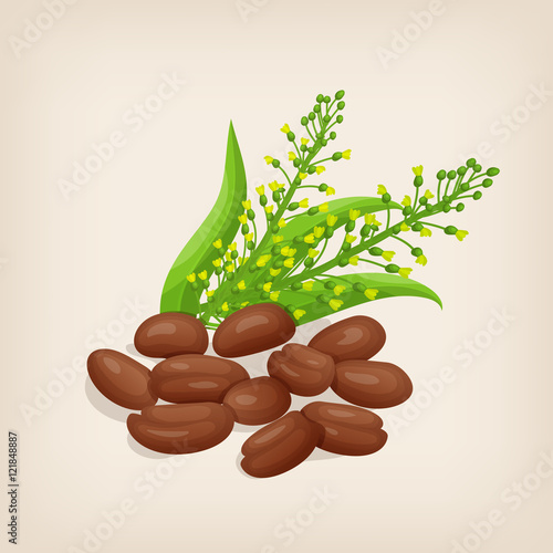 Camelina sativa seeds with flowers and leaves. Vector illustration.