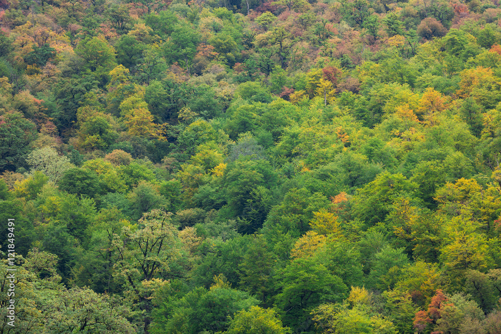Obraz premium Hyrcania Forest, Mazandaran, Iran