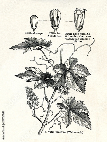 Common grape vine (Vitis vinifera)