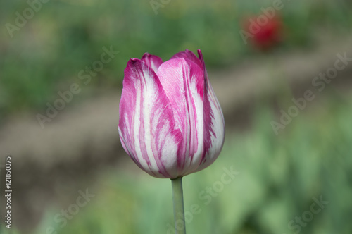 Fototapeta Naklejka Na Ścianę i Meble -  pink and white tulip