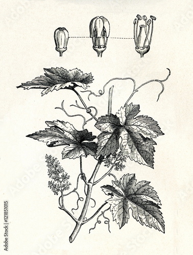 Common grape vine (Vitis vinifera) (from Meyers Lexikon, 1895, 7/338/339)