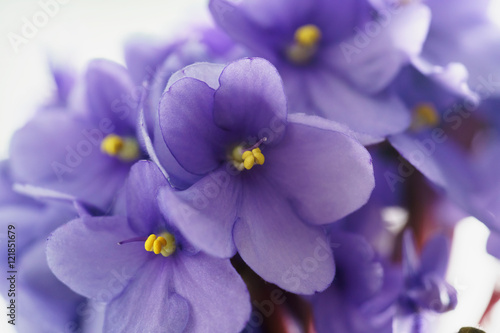 home violte flowers close up photo