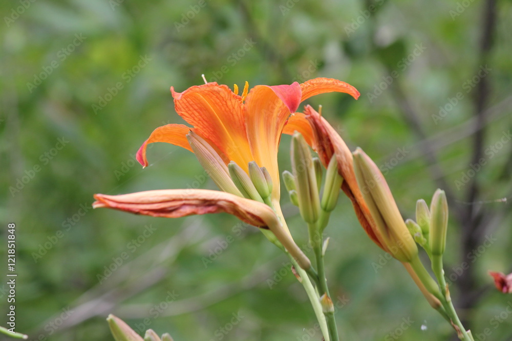 Obraz premium Orange day lily (Hemerocallis) beside an old country road. Day lilies are rugged, adaptable, vigorous perennials and comes in a variety of colors 