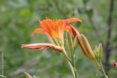 Orange day lily  Hemerocallis  beside an old country road. Day lilies are rugged  adaptable  vigorous perennials and comes in a variety of colors  