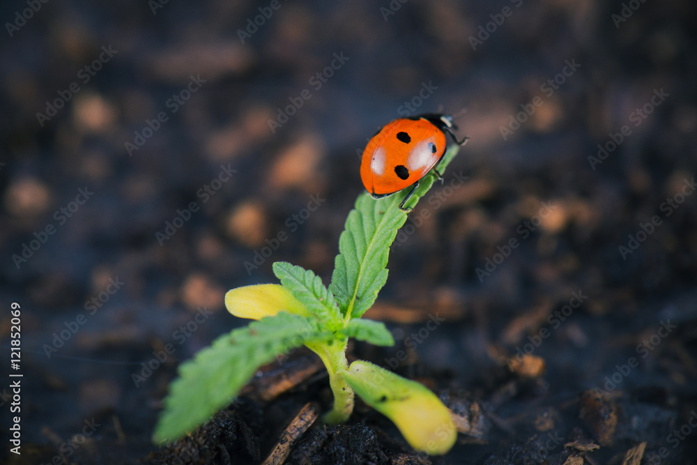 Fototapeta premium Lady bug on cannabis plant