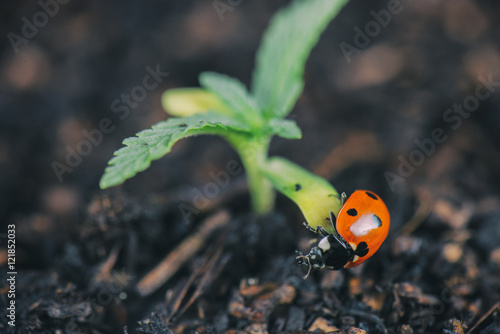 Ladybug on cannabis plant