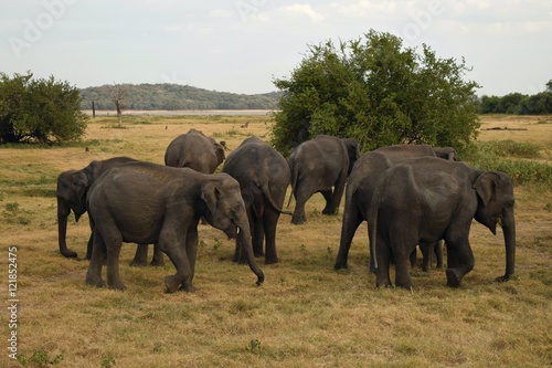 Group of elephants gathering at Kaudulla National Park  Sri Lanka
