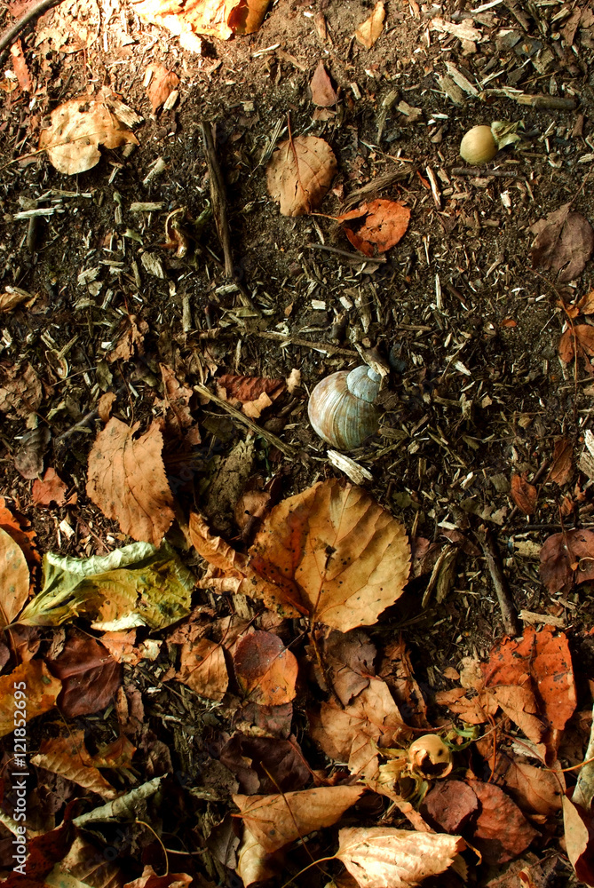 Undergrowth and snail's shell Undergrowth and snail's shell