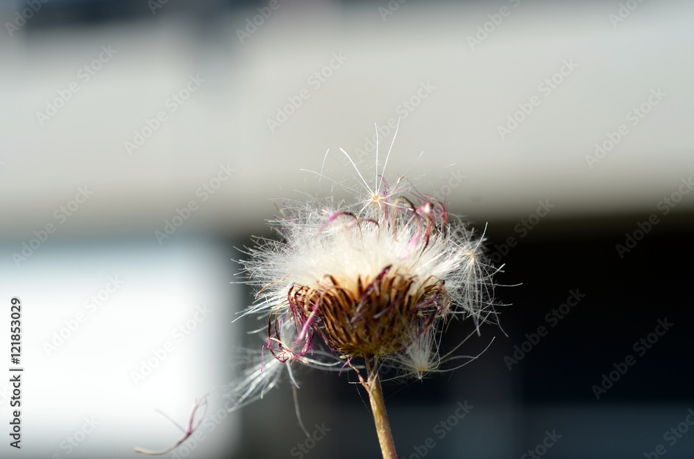 Fototapeta premium Verblühte Blume