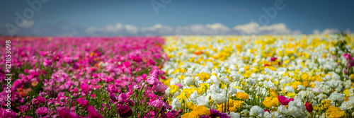 flower field