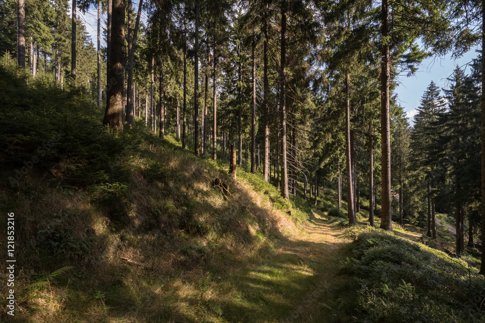 Fototapeta premium Thüringer Wald