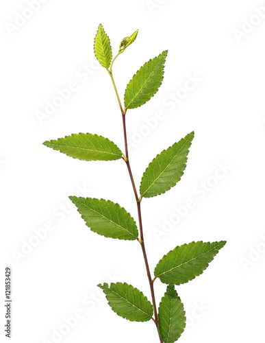 leaves isolated on white background, plant hedges with clipping path