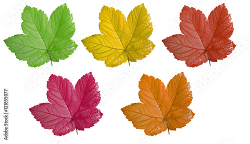 Autumn leaves on white background 