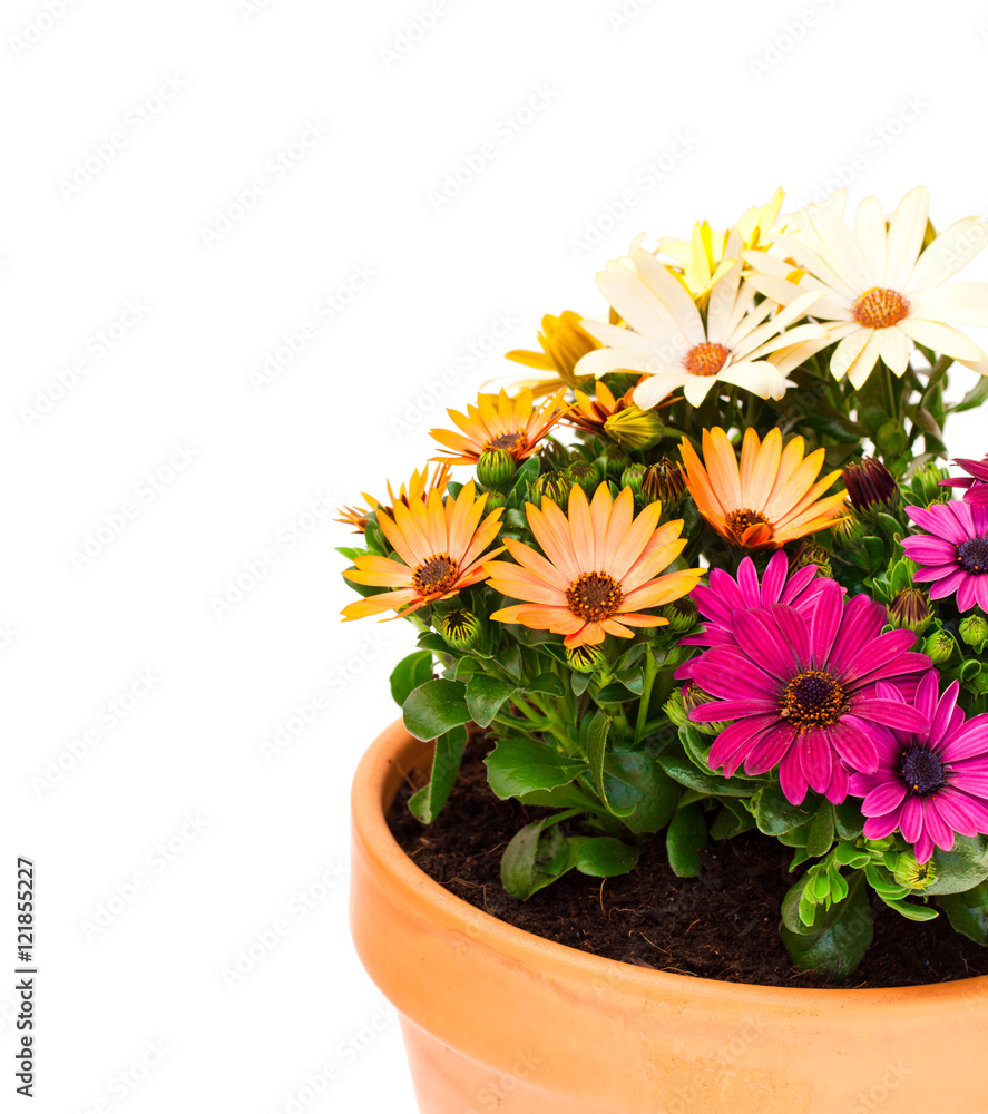 Colorful  cape daisy flowers in a ceramic flowerpot isolated