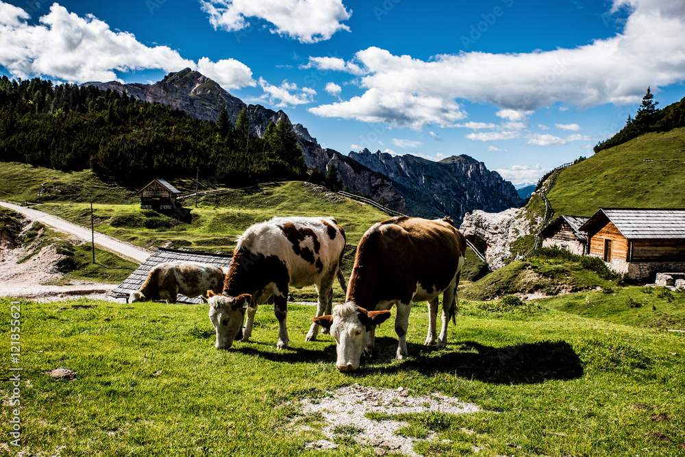 Mountain Cows