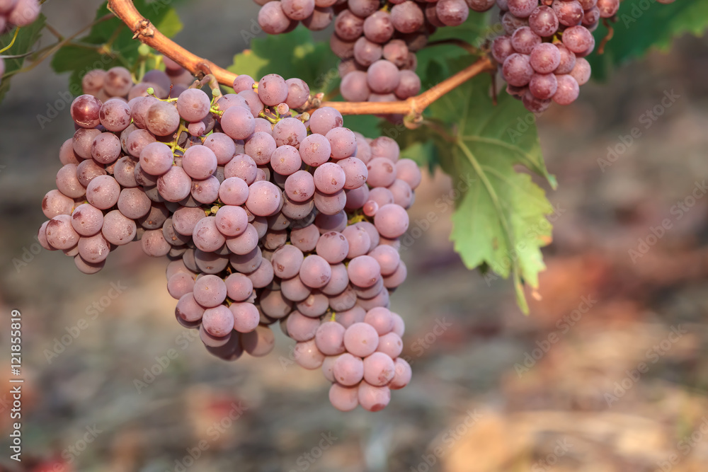 Fototapeta premium Edle Weinrebe, Traube, Kernling (Vitis vinifera subsp. vinifera)