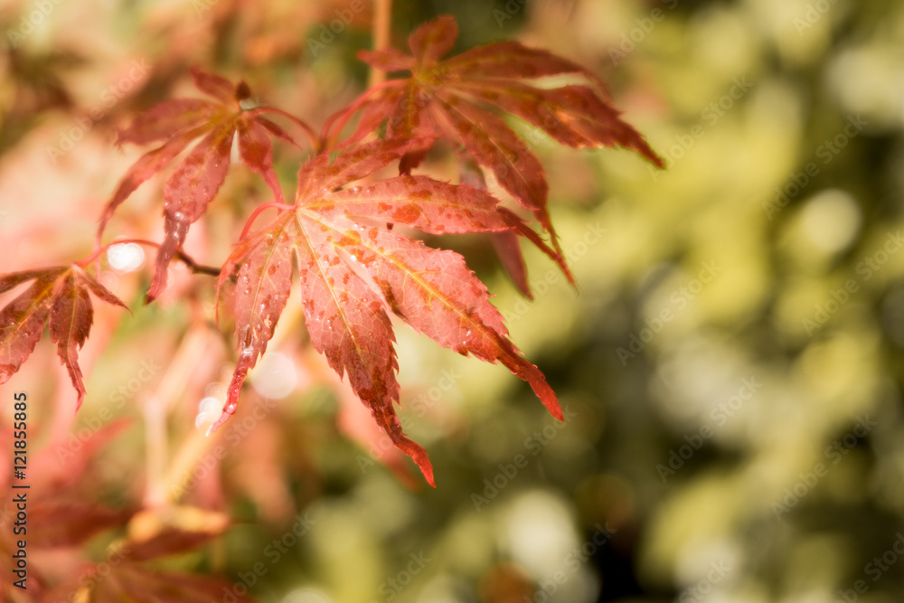 japanese red maple leaves. Autumn fall season color. japanese red maple leaves. Autumn fall season color.