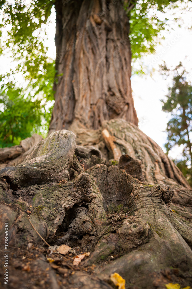 The roots of the old tree closeup