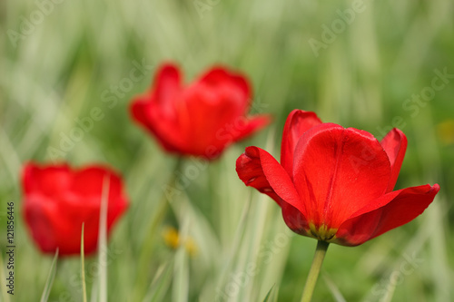 Blooming tulips. © Romano72