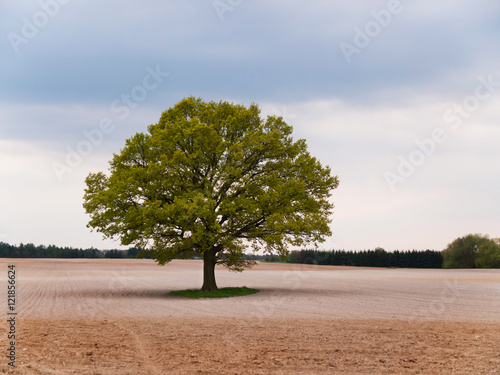 Alone big oak tree in the middle of field on spring time photo
